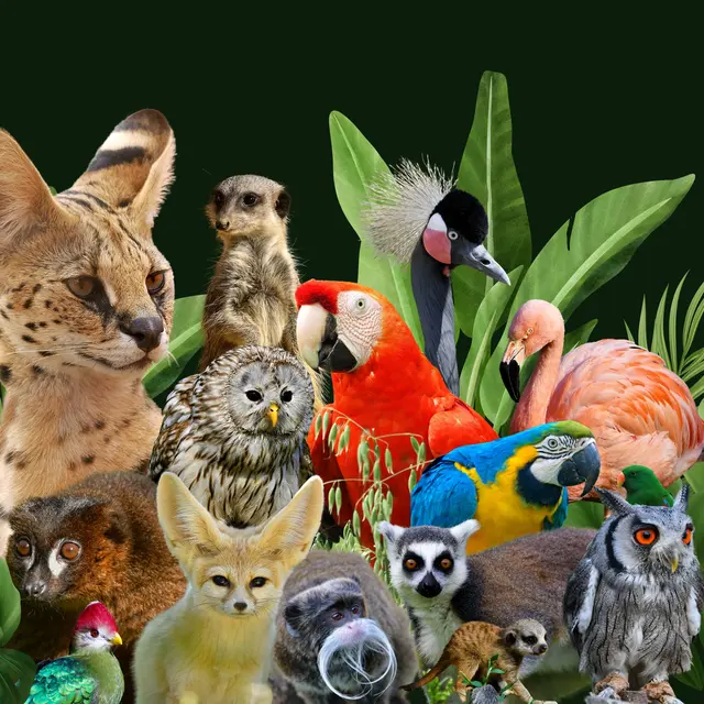Le Zoo d'Upie_Upie