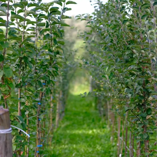 Ferme ouverte à la Pépinière Des Racines et des Fruits