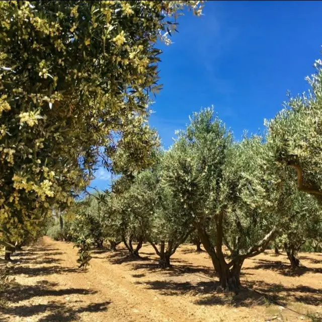 Domaine de la Pierre Plantée_Sainte-Maxime