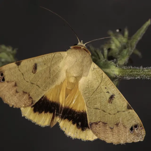 Inventaire photographique des papillons de nuit au Cap Lardier_La Croix-Valmer