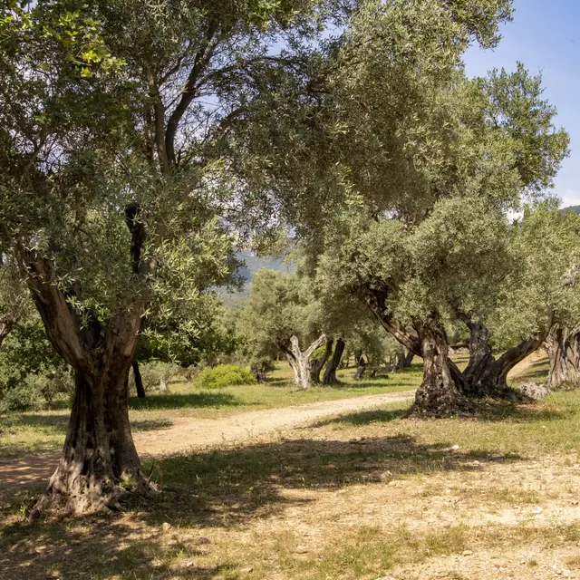 Balade naturaliste « À la découverte des conversations secrètes des chauves-souris » - Les RDV Biodivertissants de la Métropole TPM_Le Revest-les-Eaux