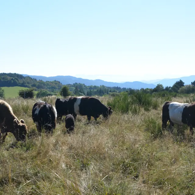 Petit troupeau de vaches Galloway