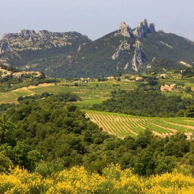 Cartonivo: Randonnée Le Mont St Amand_Malaucène