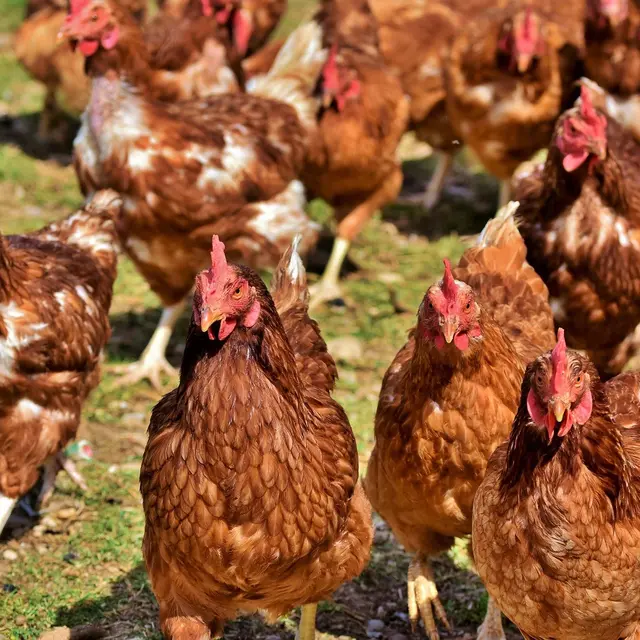 Poules