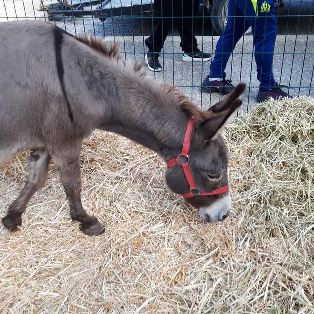 Foire agricole de la Saint-Michel_Gardanne