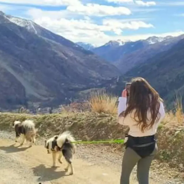 Cani marche / Traineau à roulettes_Auron