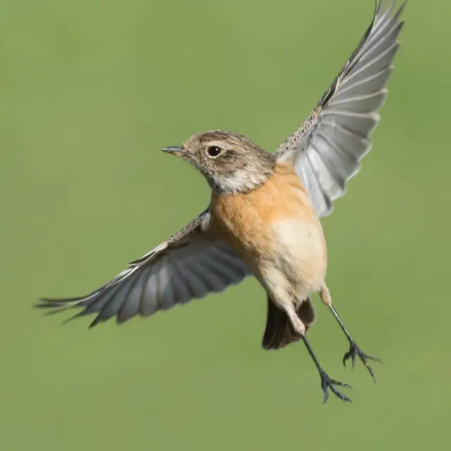 Conférece Les Pouvoirs Extraordinaires des Oiseaux_Gardanne