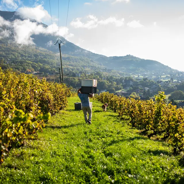 Vignes