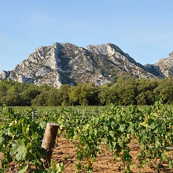 Domaine des Terres Blanches