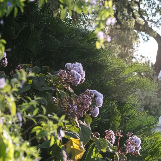 Jardin Alexandre 1er_Toulon