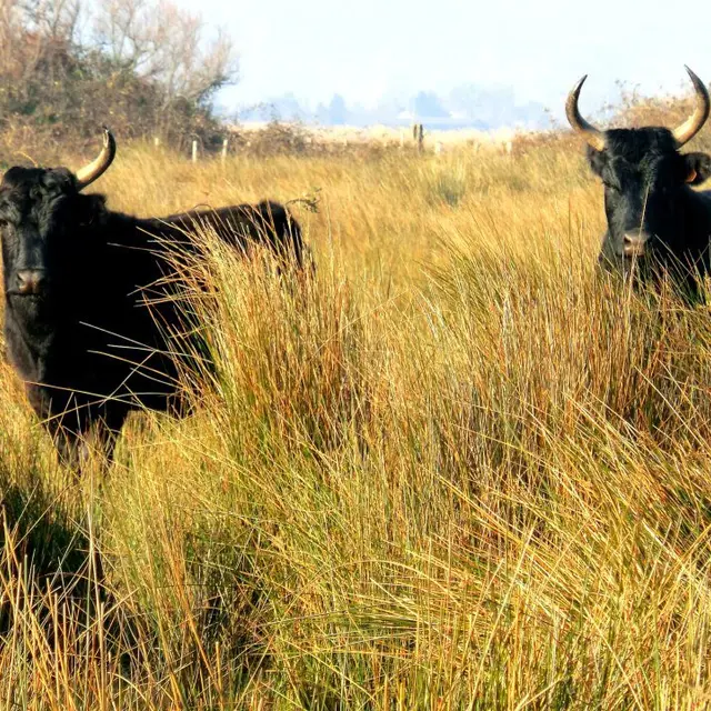 Manade Thibaud_Arles