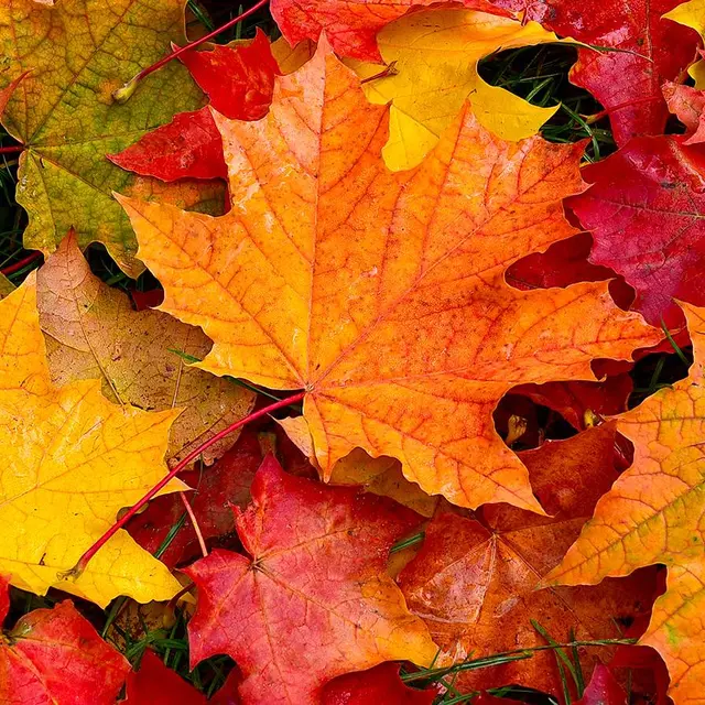 feuilles mortes