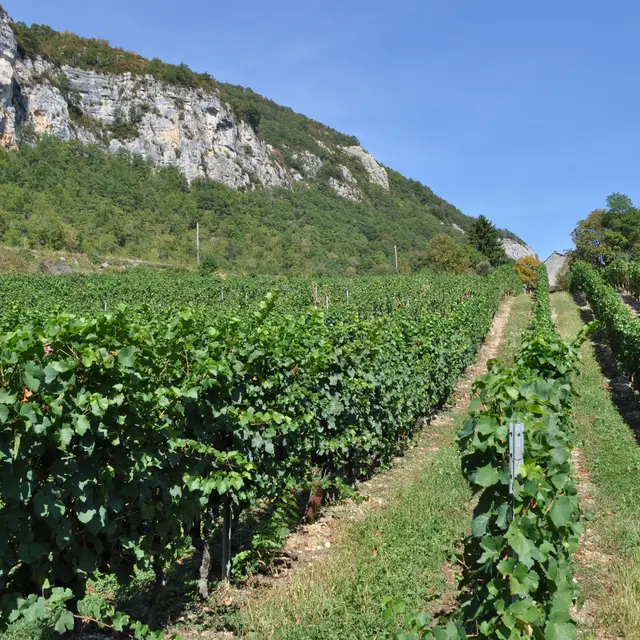 Domaine Monin_Vongnes