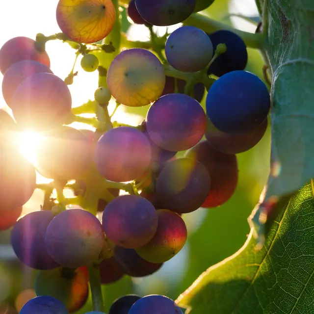Le Clos Réal - la Tour des Vidaux à Pierrefeu du Var