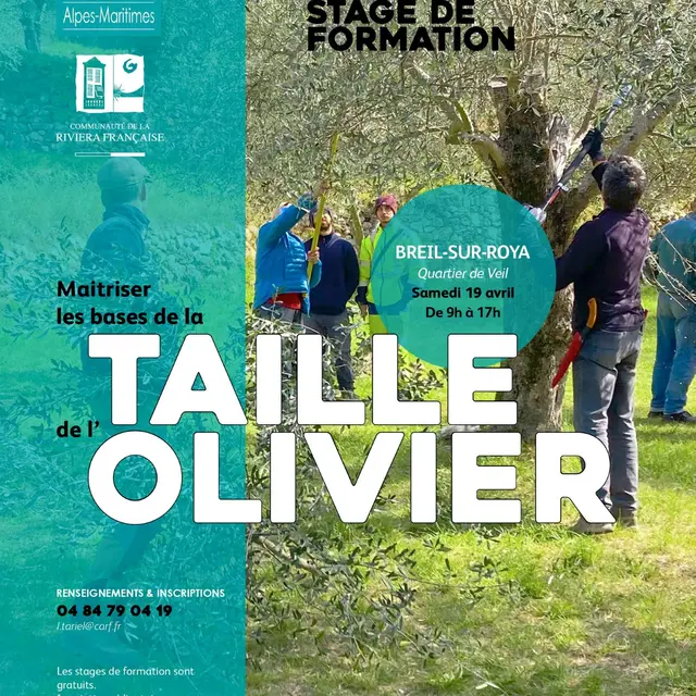 Stage de formation taille des oliviers_Breil-sur-Roya
