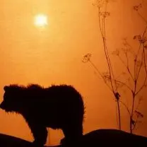 Théâtre d'ombres : Tamouk (à partir de 18 mois)_La Roquebrussanne