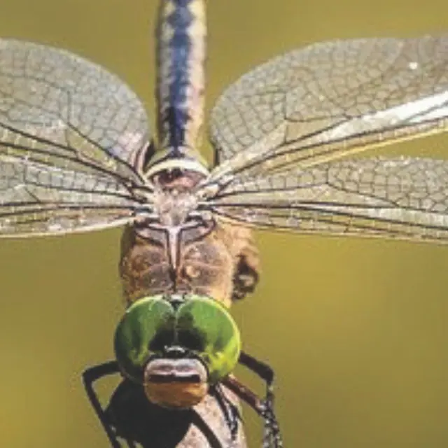 Atelier Altec (3-5 ans) - Découvre les insectes_Bourg-en-Bresse
