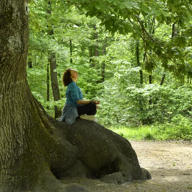 Les arbres remarquables en forêt de Saint-Germain