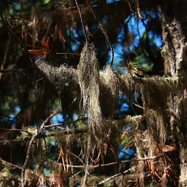 Conférences Lichens, sentinelles de notre environnement