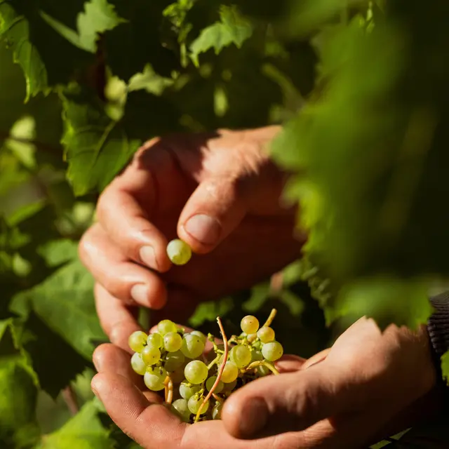 Vente de vin au Domaine Les Alpins_La Buisse
