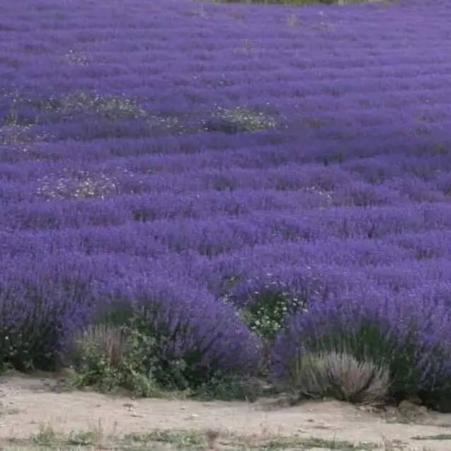 Ventoux Nature&Terroir_Savoillans