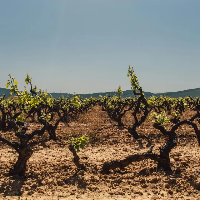 Domaine des Pentelines_Vedène