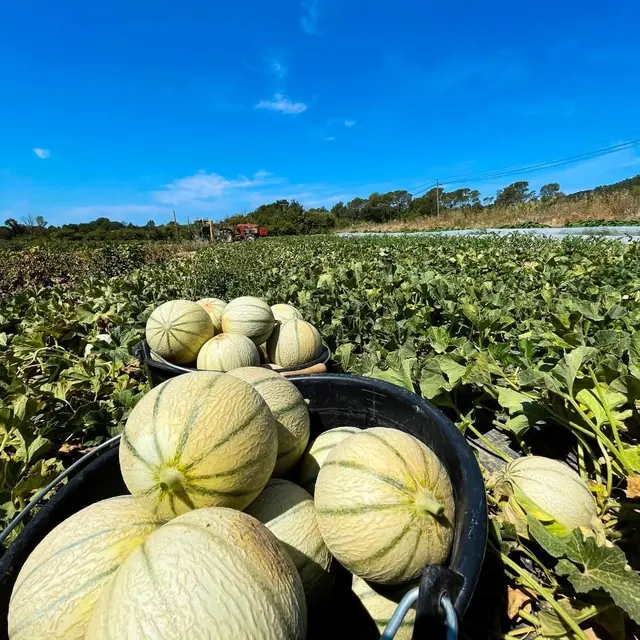 La ferme de Pepe_Forcalqueiret