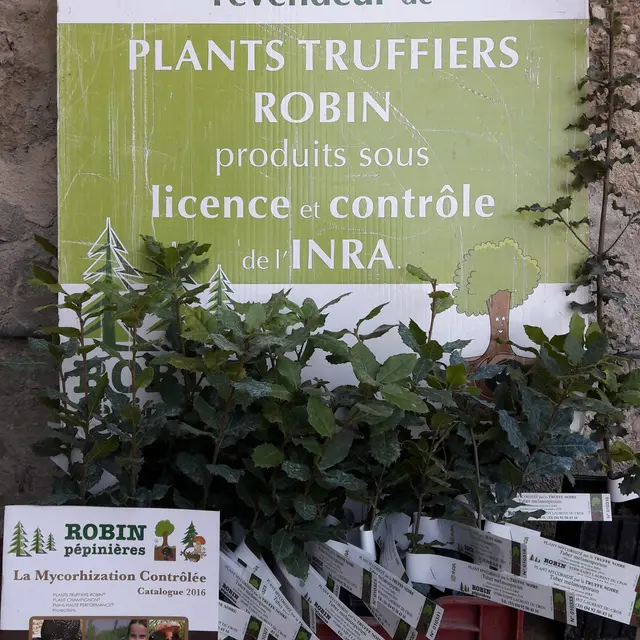 Plants Truffiers ROBIN