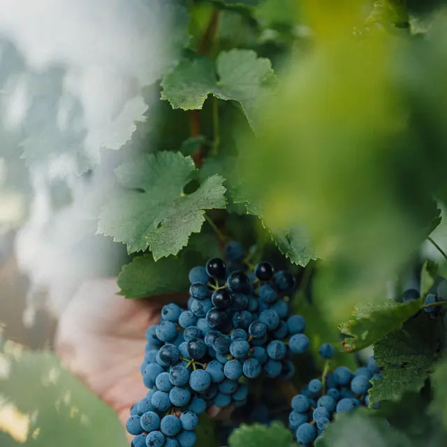 Festival Ventoux Saveurs : Visite expérience vendanges et pique-nique_Mormoiron