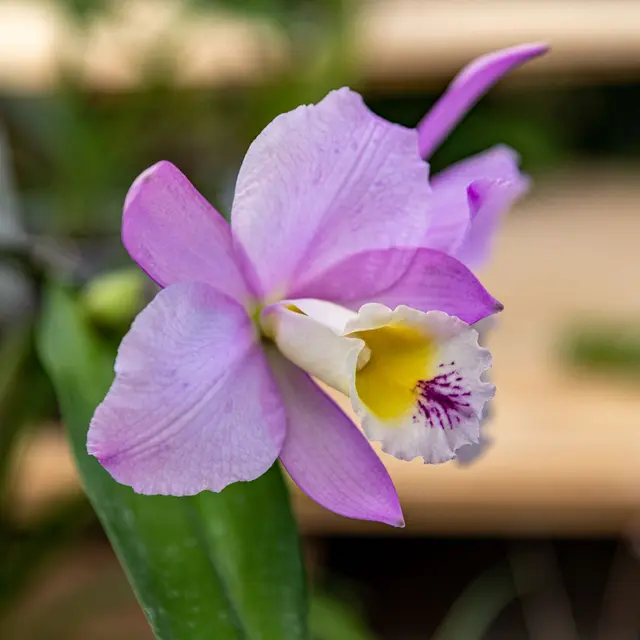 Groupes-Mer-nature-Les_secrets_des_orchidees