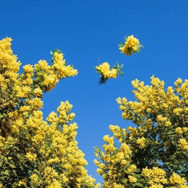 Création d'un diffuseur_Mandelieu-La Napoule
