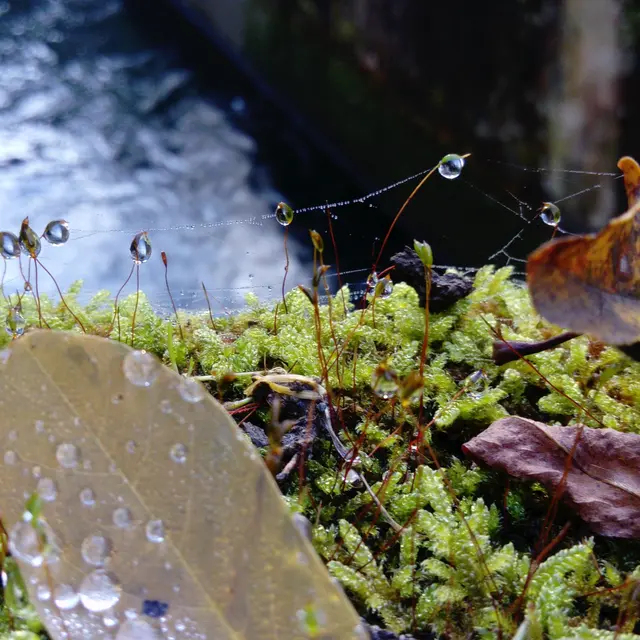 Immersion silencieuse dans d’autres mondes l Renc'Arts du Parc_Saint-Alban-Leysse