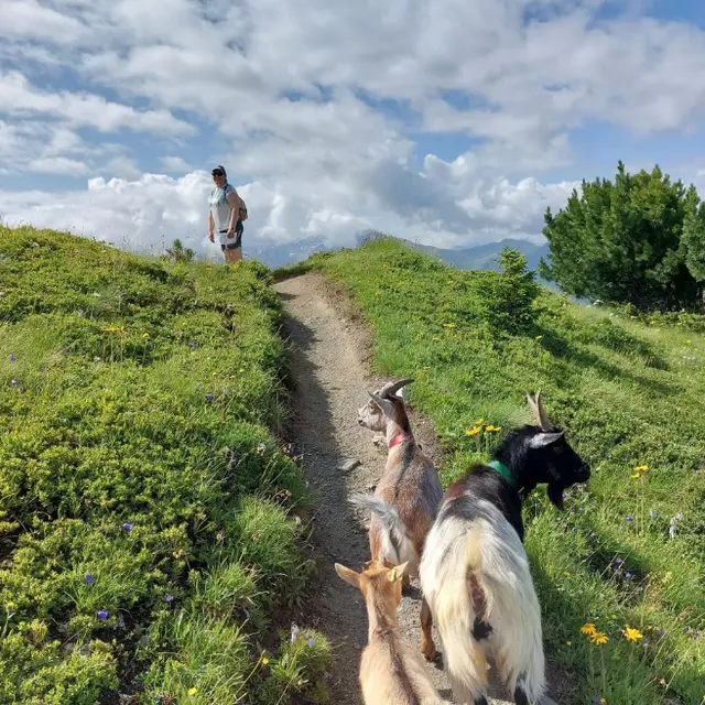 Balade avec les chèvres à la cabane d'Essertze_Thyon