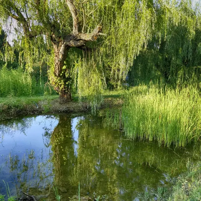 La Guinguette_Saint-Rémy-de-Provence