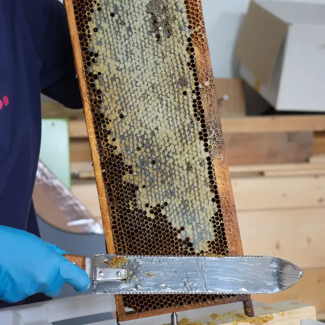 Atelier découverte : la miellée_Annecy