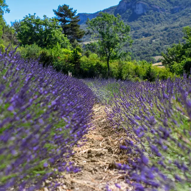 Lavande en mode slow_Charols