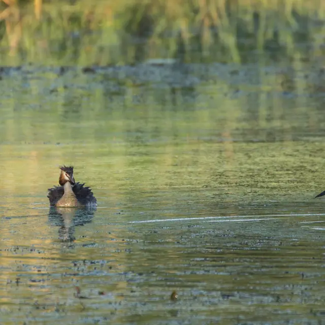 Vol en Dombes : observons les oiseaux de l'étang Prêle