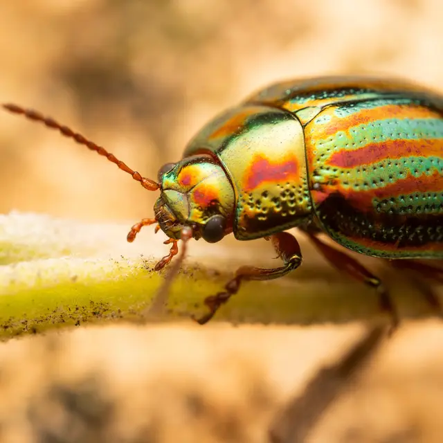 Création d’insectes en pâte Fimo