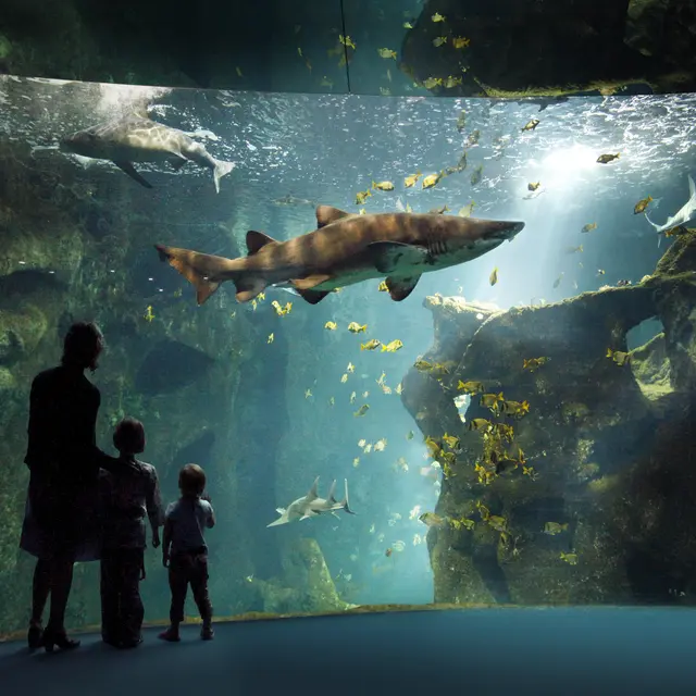 Amphithéâtre des requins