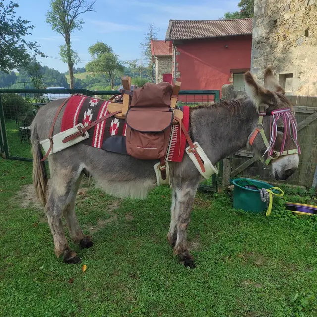 Familiarisez-vous avec les animaux de la ferme_Saint-Gervais-sous-Meymont