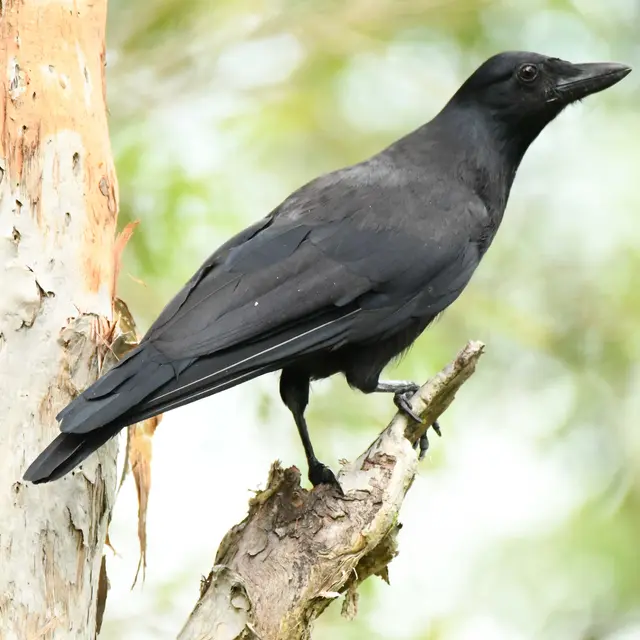 Corbeau calédonien