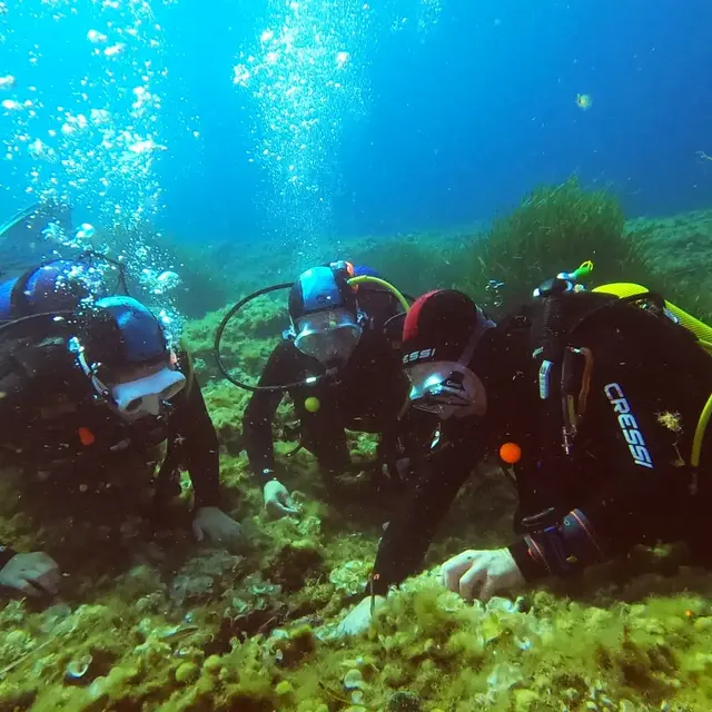 Découverte de la biodiversité marine méditerranéenne et de la plongée sous-marine - Le Brusc Plongée