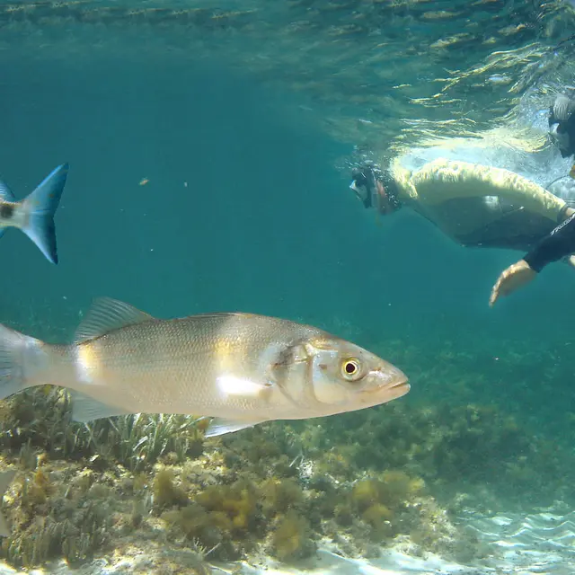 Snorkeling au coeur du Parc Marin_Carry-le-Rouet