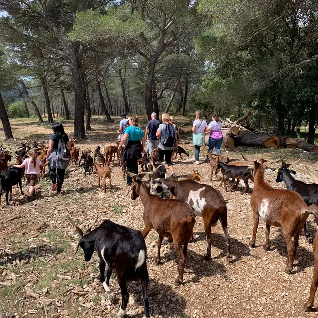 Au rythme des chèvres - 1/2 journée_Cuges-les-Pins