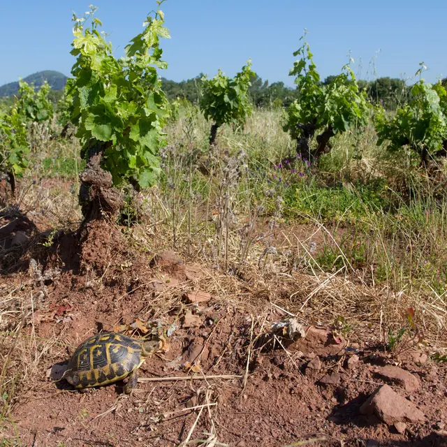 La Tortue d’Hermann : un allié de l’agriculture durable_Le Cannet-des-Maures