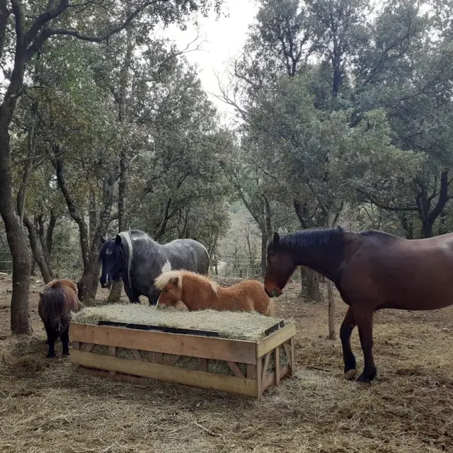 Centre Equestre de la Sainte Baume - Plan d'Aups Sainte Baume