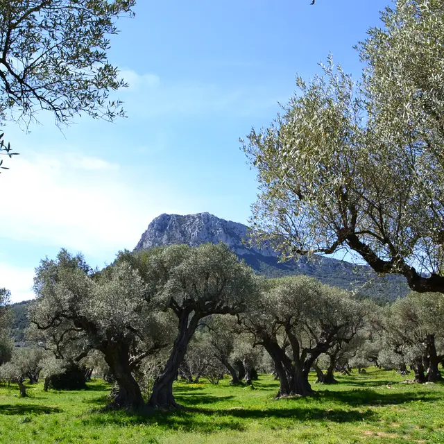 L'oliveraie du Partégal