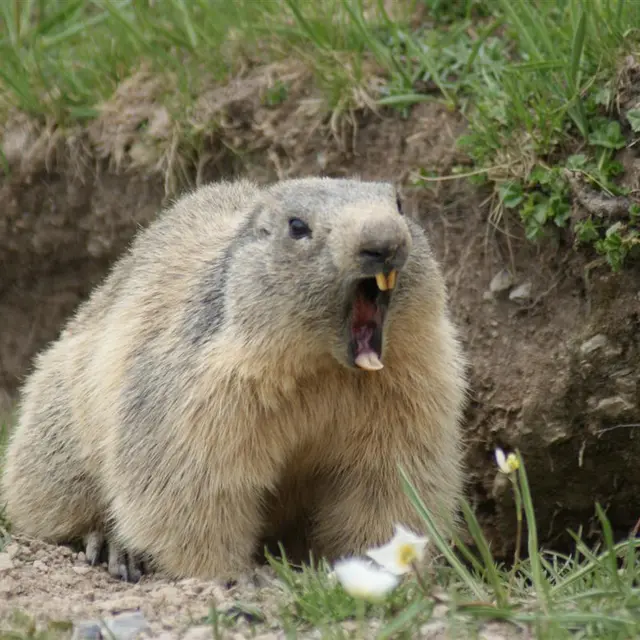 Randonnées Marmottes