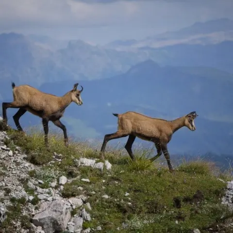 Chamois