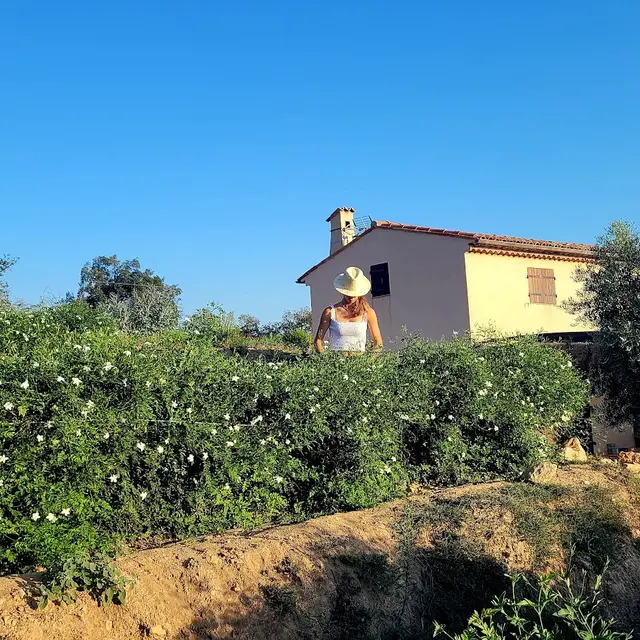 Cueillette du Jasmin et collation - La Colline des Mimosas - Pégomas_Pégomas